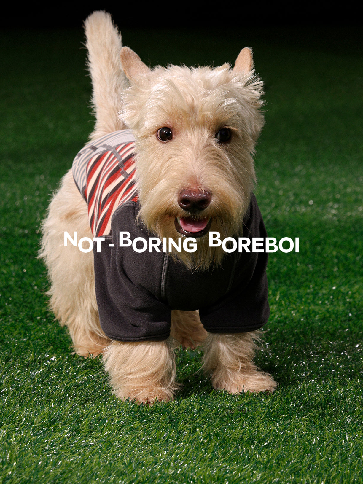 Pet-Themed German-Style Color-Blocked Striped T-Shirt