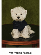 Pet Denim Jacket Clothing