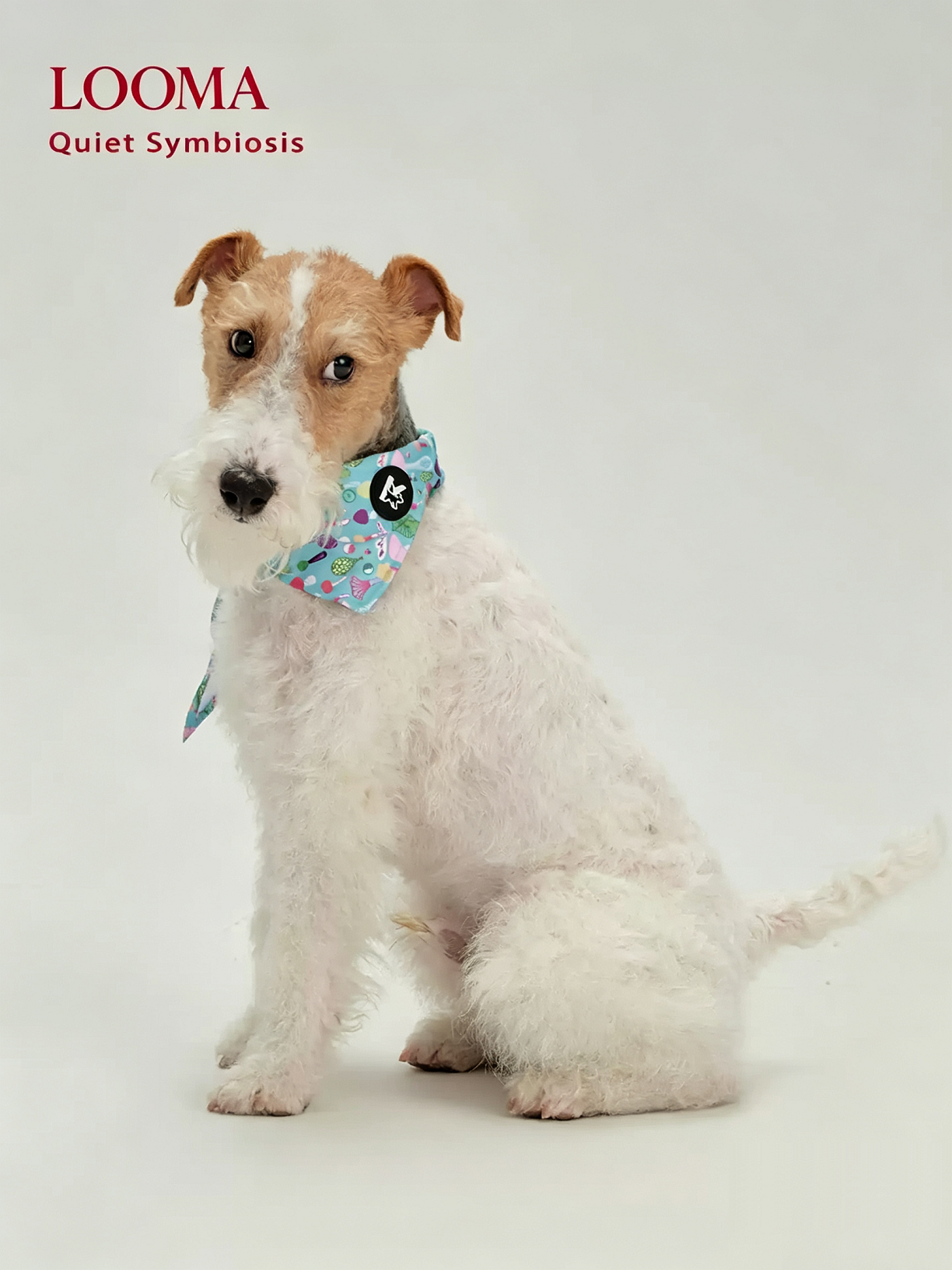 Pet Fashion Triangular Drool Towel