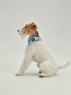 Pet Fashion Triangular Drool Towel