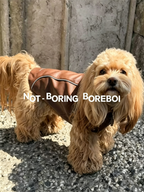 Pet Retro Leather Jacket