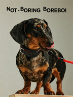 Pet leather harness