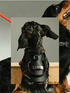 Pet leather harness
