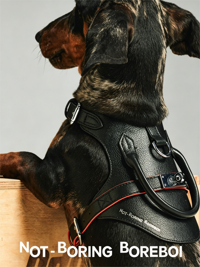 Pet Leash