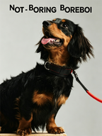 Pet leather harness