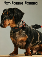 Pet leather harness
