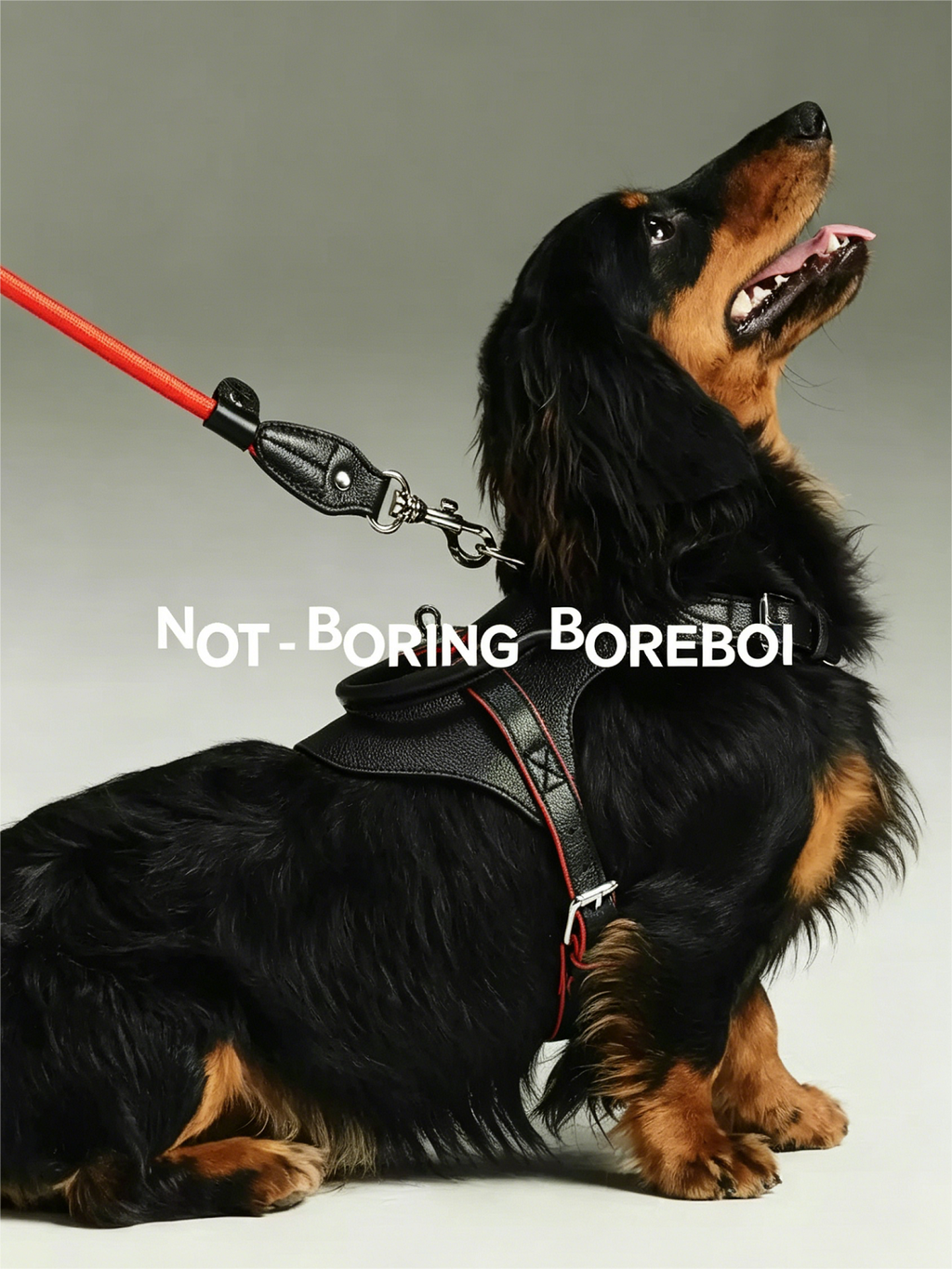 Pet leather harness