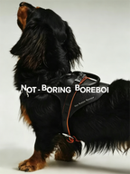 Pet leather harness