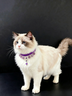 Purple Enchantress Pet Necklace