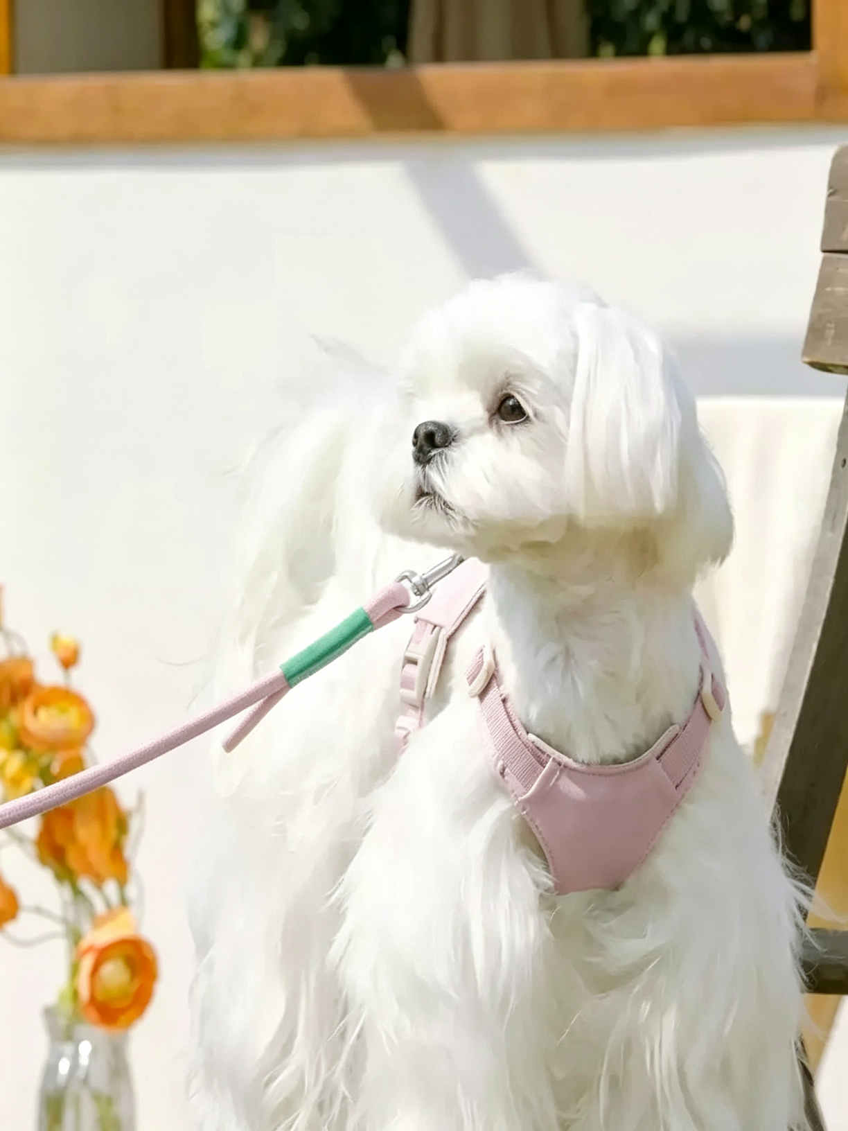 Small Dog Harness Leash