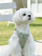 Small Dog Harness Leash