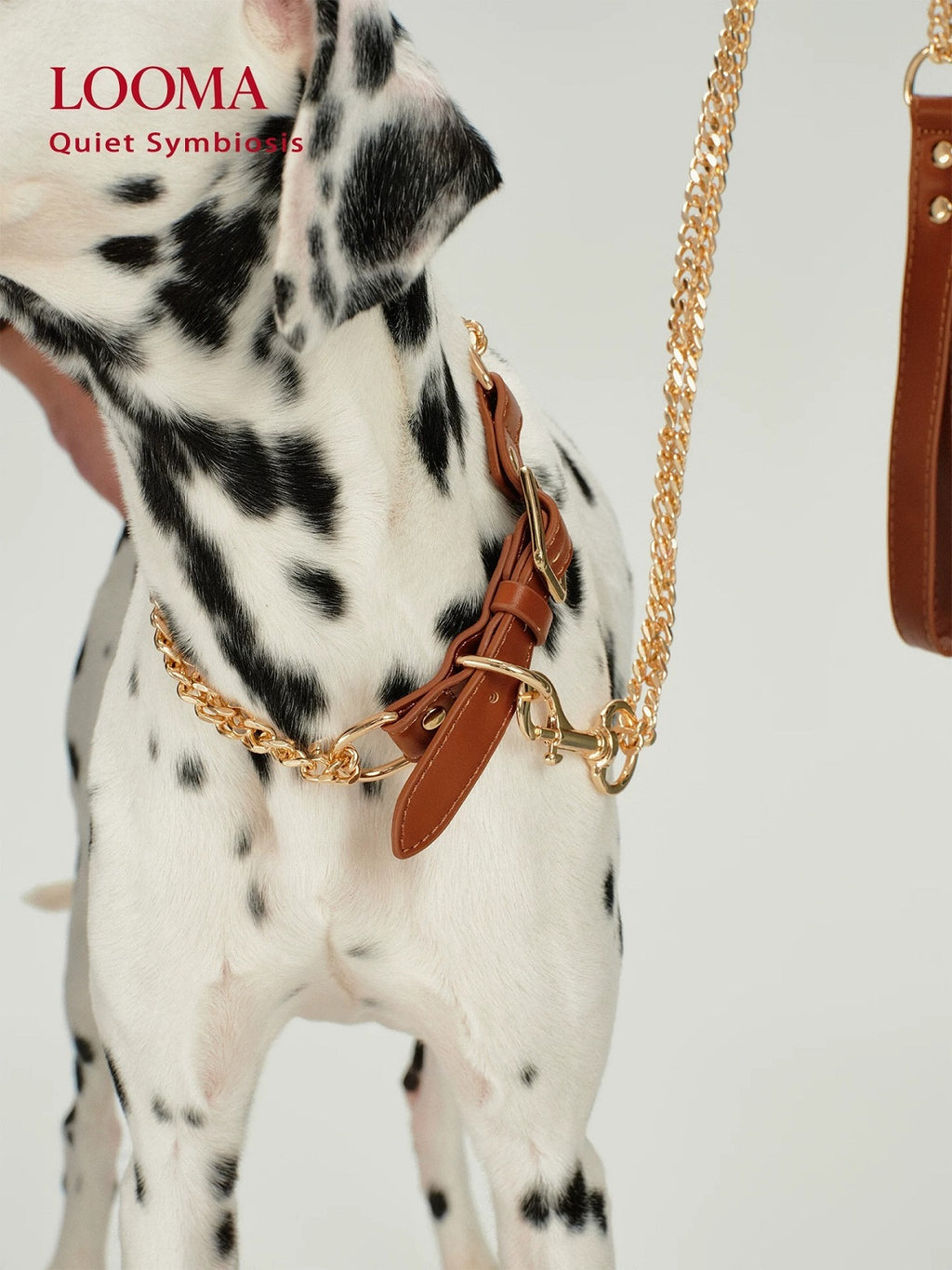 Stainless Steel Explosion-Proof Dog Leash And Collar Set