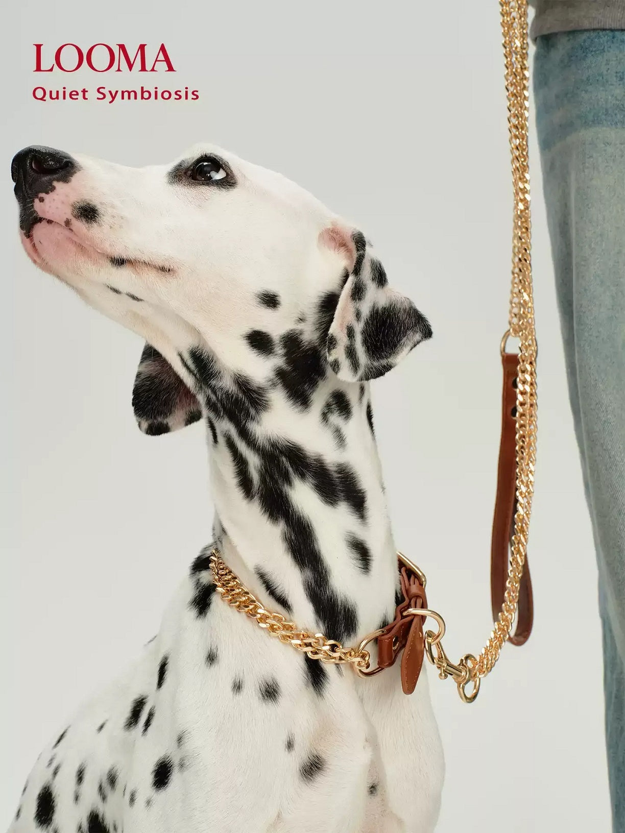 Stainless Steel Explosion-Proof Dog Leash And Collar Set