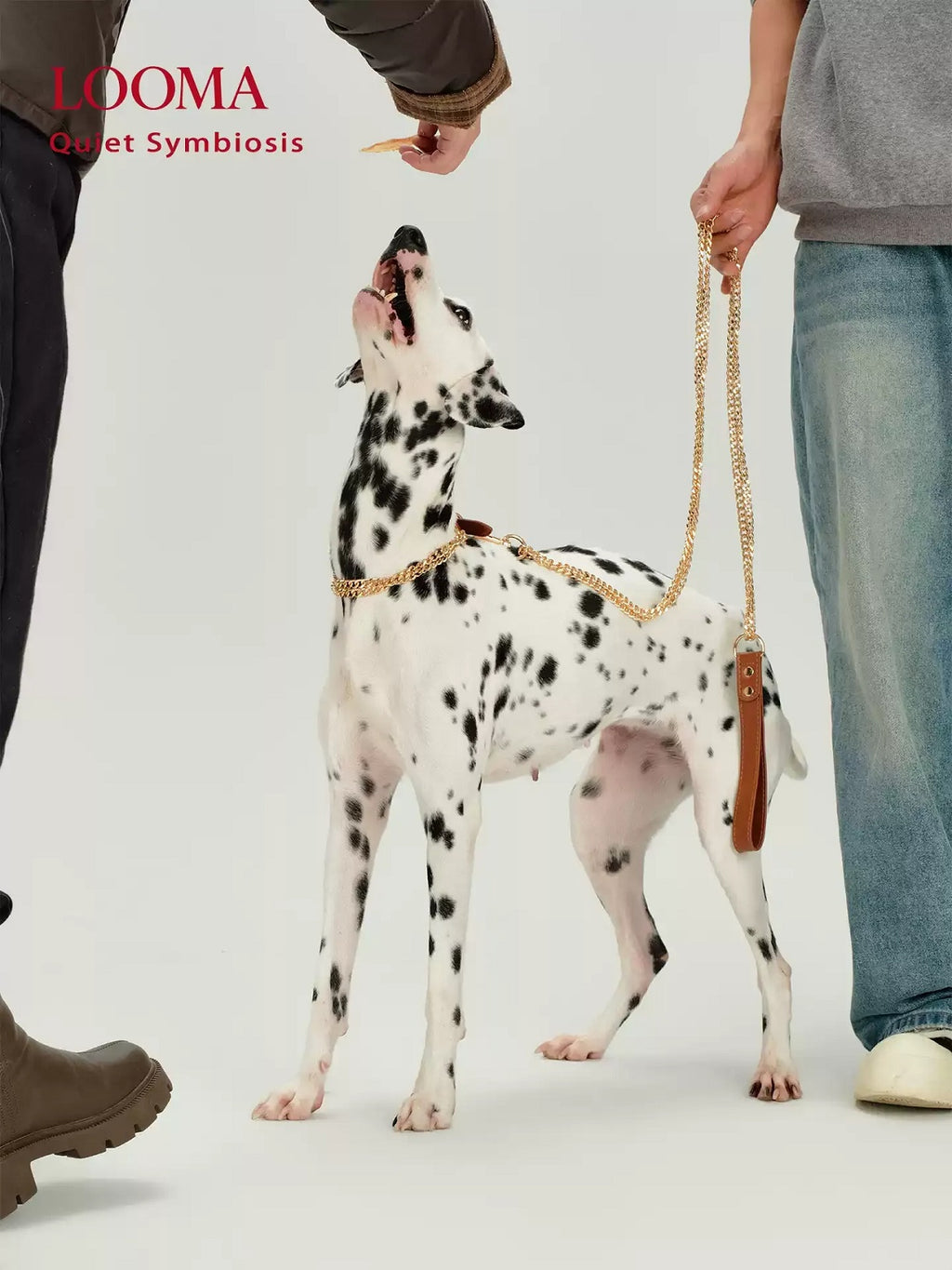 Stainless Steel Explosion-Proof Dog Leash And Collar Set