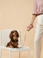 Stylish Automatic Retractable Pet Leash