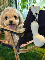 Stylish Automatic Retractable Pet Leash