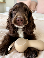 Stylish Automatic Retractable Pet Leash