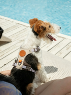 Voocoo Ultralight Quick-Dry Pet Chest and Back