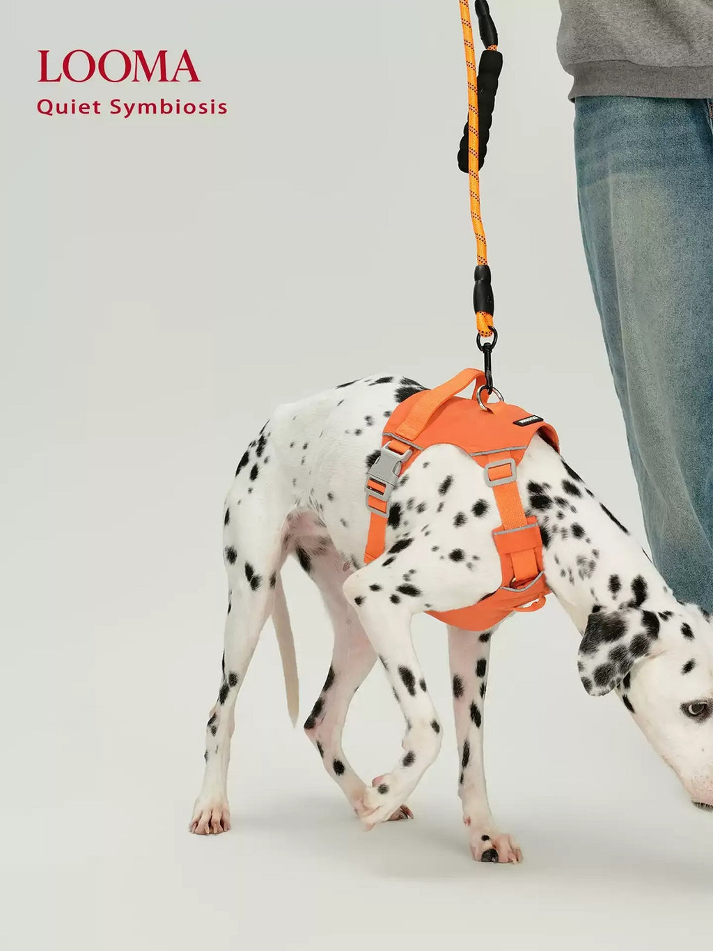 Waterproof Harness For Medium And Large Dogs
