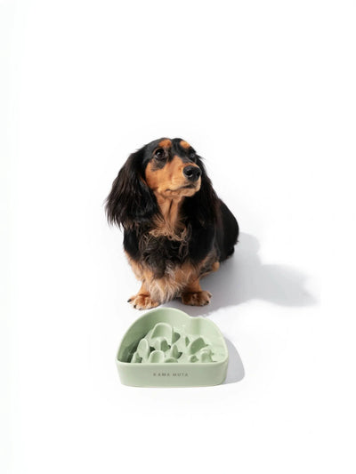 Pet Bowl