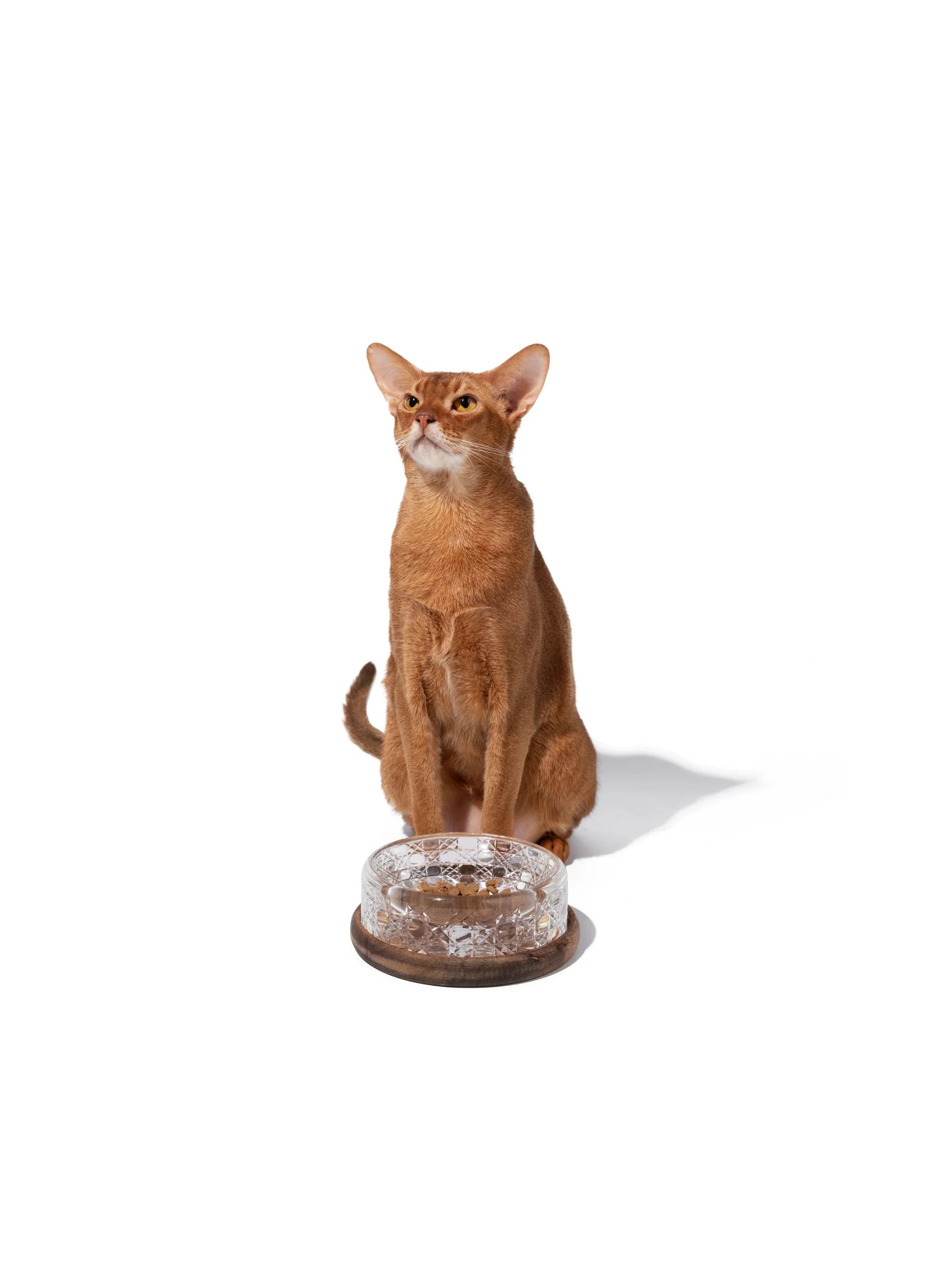 Kama Muta Pet Crystal Bowl Handcrafted Edo Kiriko
