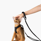 Buddy Armor Escape-Proof Y-Harness and Leash Set