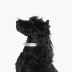 Buddy Armor Light-Alloy Collar (Pro)
