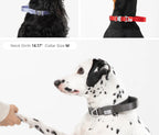 Buddy Armor Light-Alloy Collar (Pro)