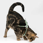 Buddy Armor Escape-Proof Y-Shape Harness