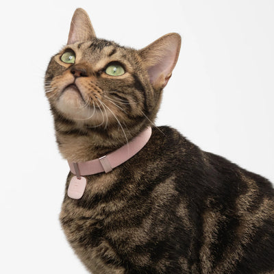 Pet Safety